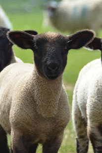 Das Suffolk Schaf im Schwarzald