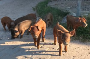 Duroc Schwein aus Büchenbronn
