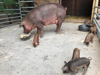 Duroc Schwein aus Büchenbronn